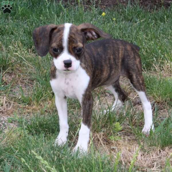 Dawn, Boston Terrier Mix Puppy